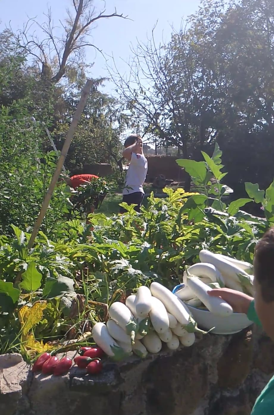 L'Orto Botanico — Semi, mani nella terra, tempo lento. · centro di educazione emozionale Sentipensare, Ostia Antica